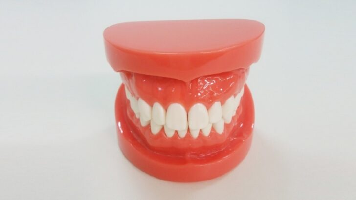 歯・ホワイトニング・歯茎・口