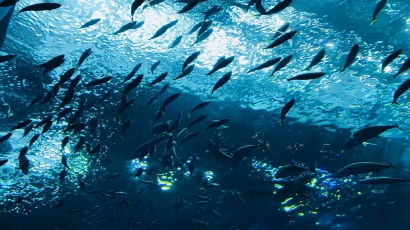魚・海・魚介