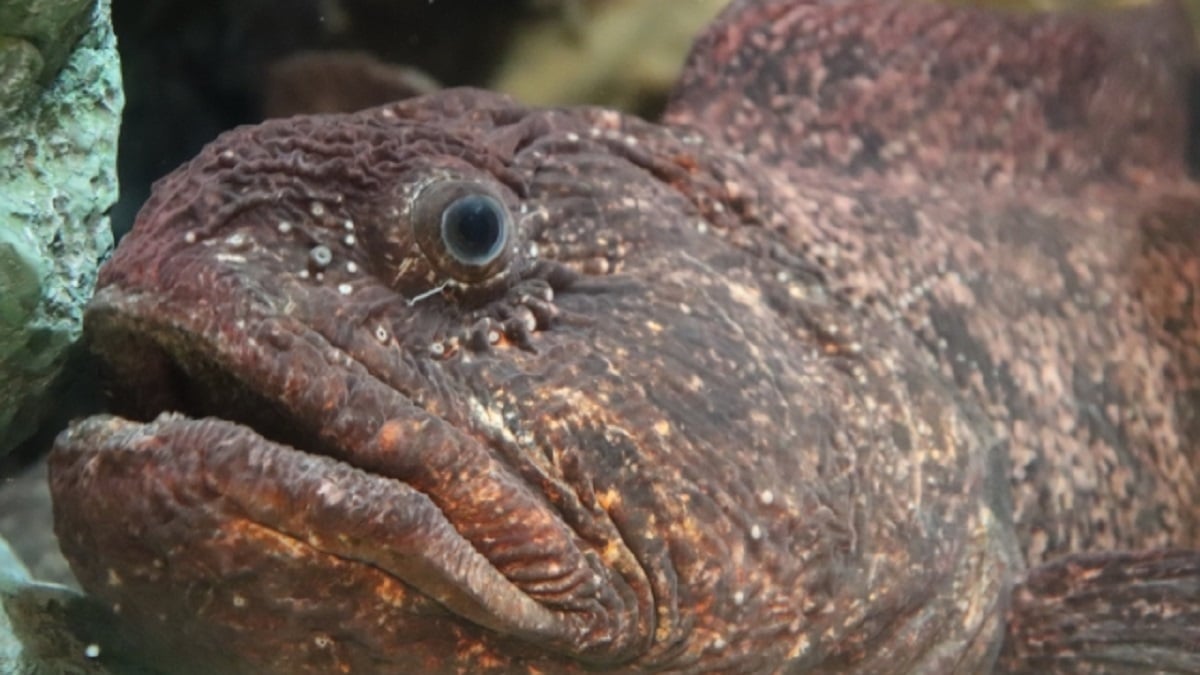 オオカミウオ