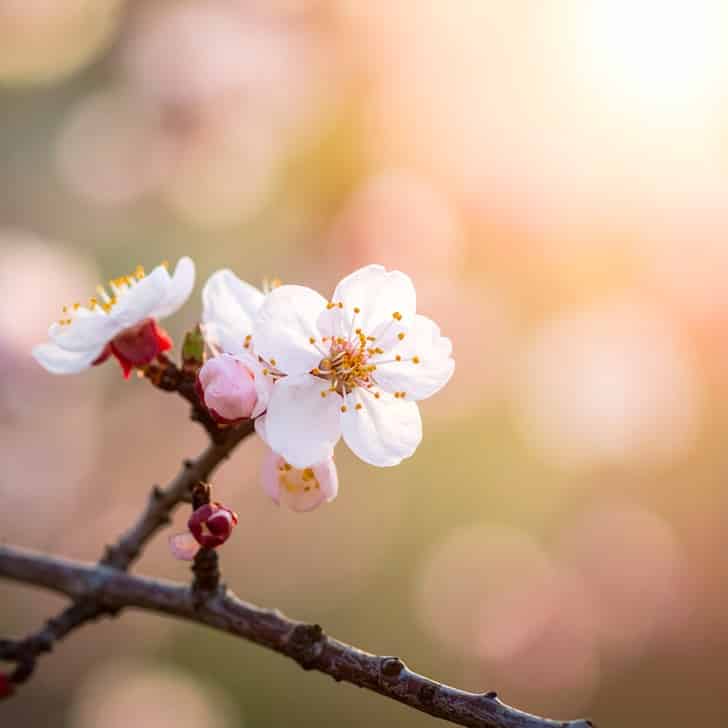 春・桜
